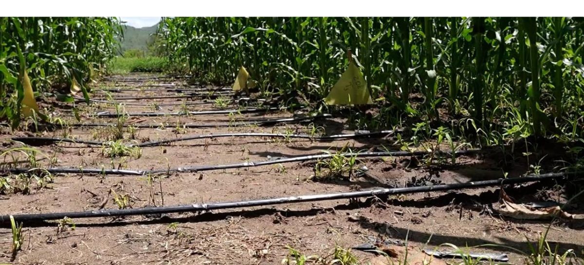 Gobierno y productores de El Paraíso impulsan el agro mediante sistemas de riego