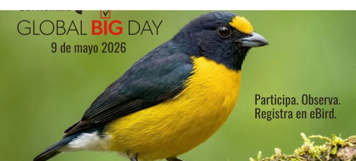 Honduras se prepara para el Global Big Day 2026 a realizarse este 9 de mayo