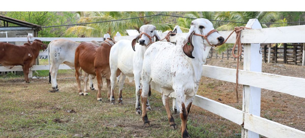 Estrategia de repoblación bovina