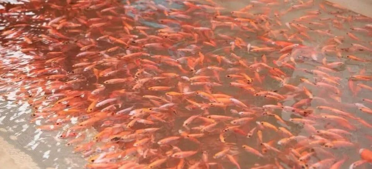 Producción de tilapia crecerá hasta un 6% este 2026 en Honduras