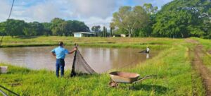 Producción de tilapia 