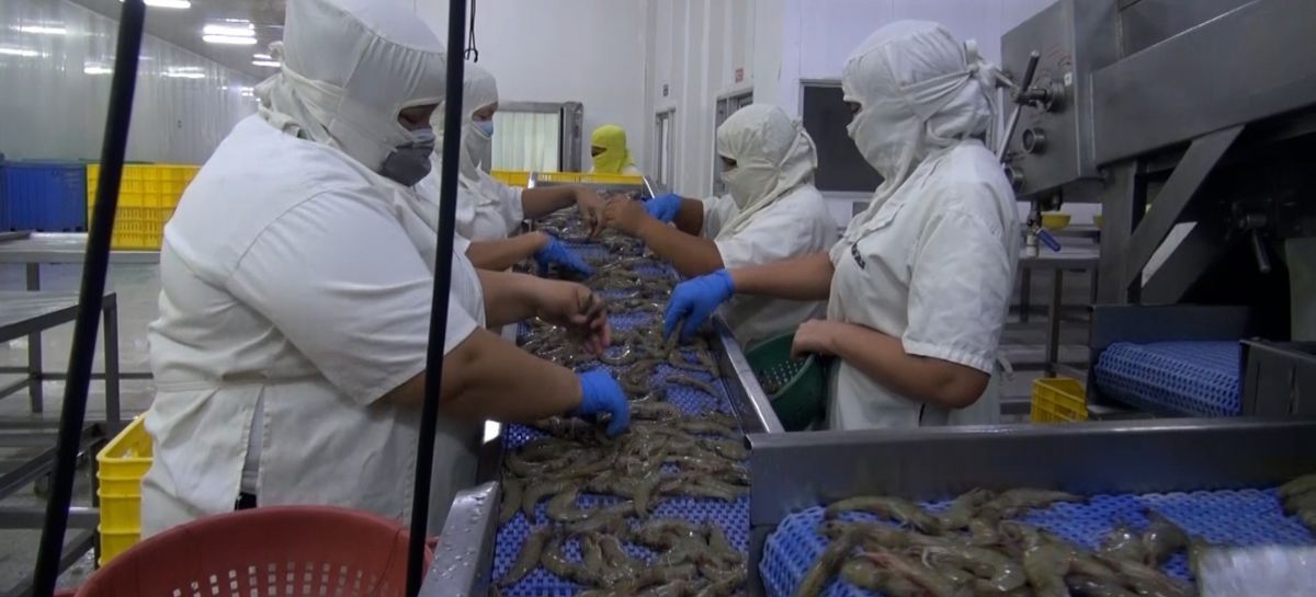 Camarón hondureño con altos estándares sanitarios