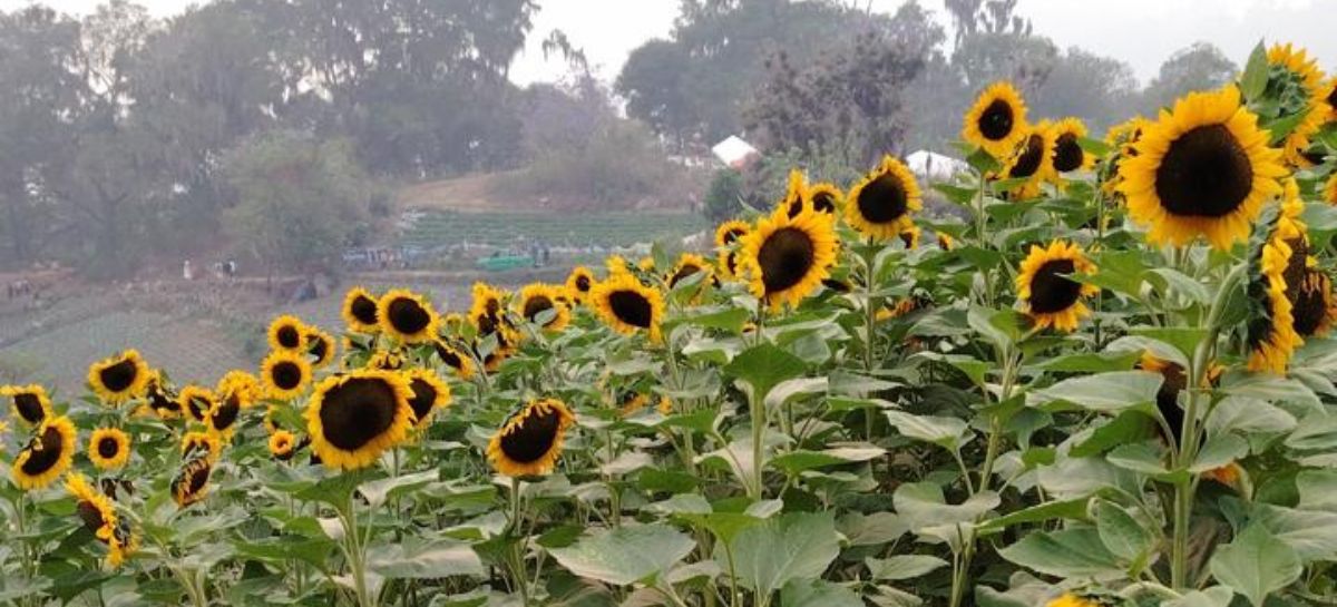 Santa Lucía florece: Regresa el Festival de las Flores con música, tradición y color