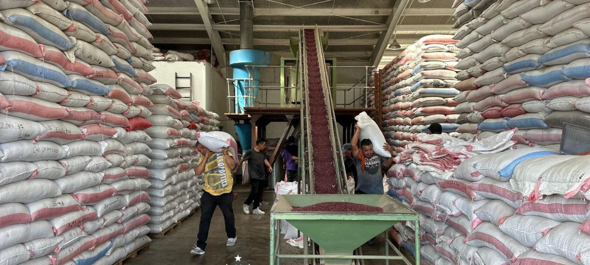 Vencimiento granos basicos IHMA