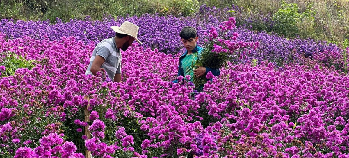 Nuevos Juncales florece con tradición y turismo en el Festival de las Flores