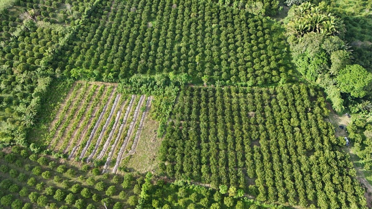 Gobierno proyecta duplicar producción de cítricos con nuevas fincas modelo en Sonaguera, Colón