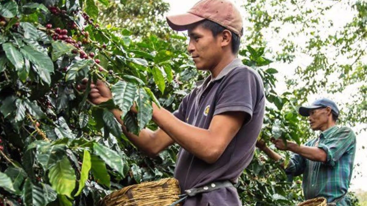 SAG recomienda evitar siembras anticipadas por ausencia de lluvias en abril