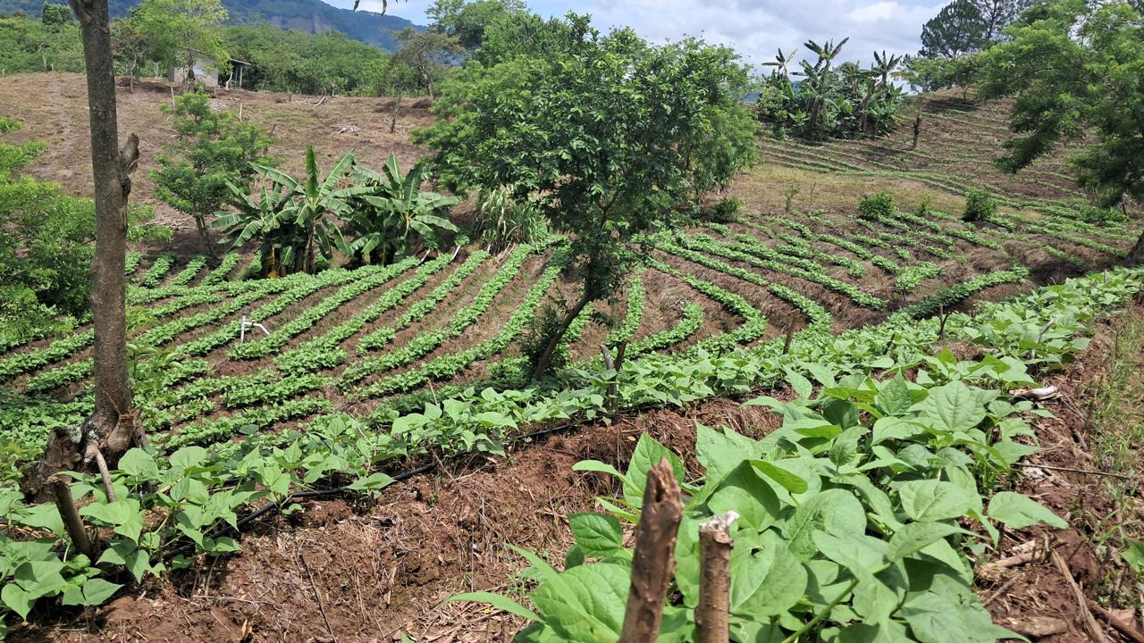 Ganadería hondureña gana impulso y se proyecta a mercados internacionales