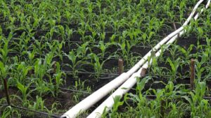 Gobierno y productores 