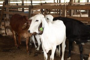 Estrategia de repoblación bovina 