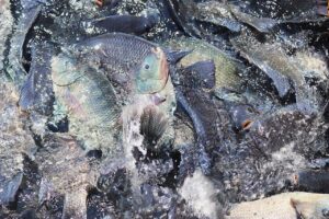 Producción de tilapia 