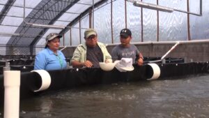 exportación de camarón con altos estándares sanitarios