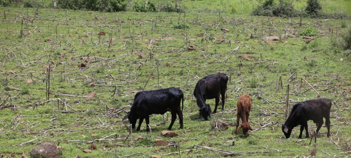 Copeco declara alerta verde por sequía en 60 municipios por tiempo indefinido