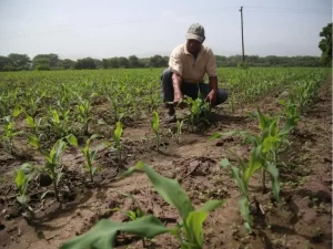 Alerta verde por sequía 