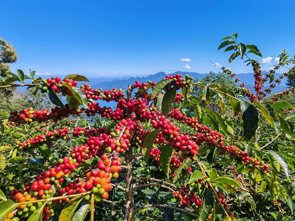 Exportación de Café hondureño