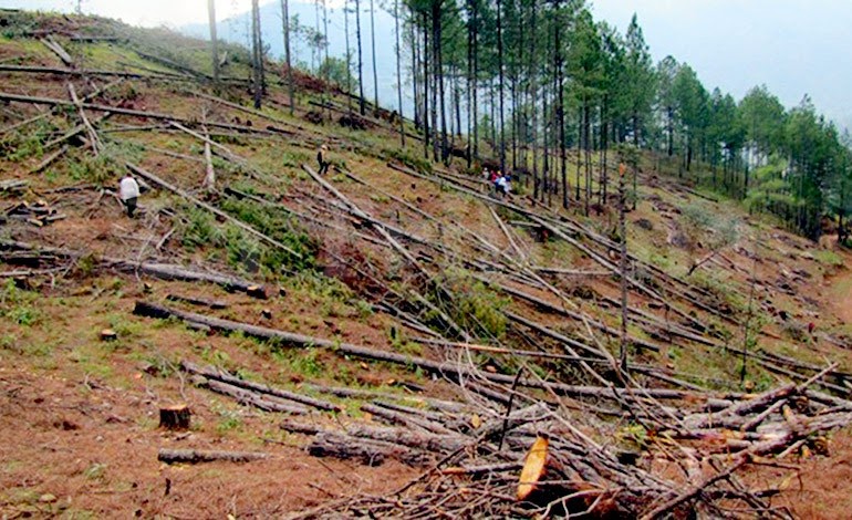 El gorgojo descortezador amenaza zonas boscosas en Choluteca, ICF toma medidas