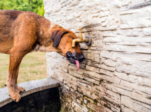 Perro tomando agua