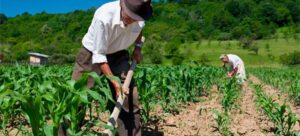 productores trabajando la tierra